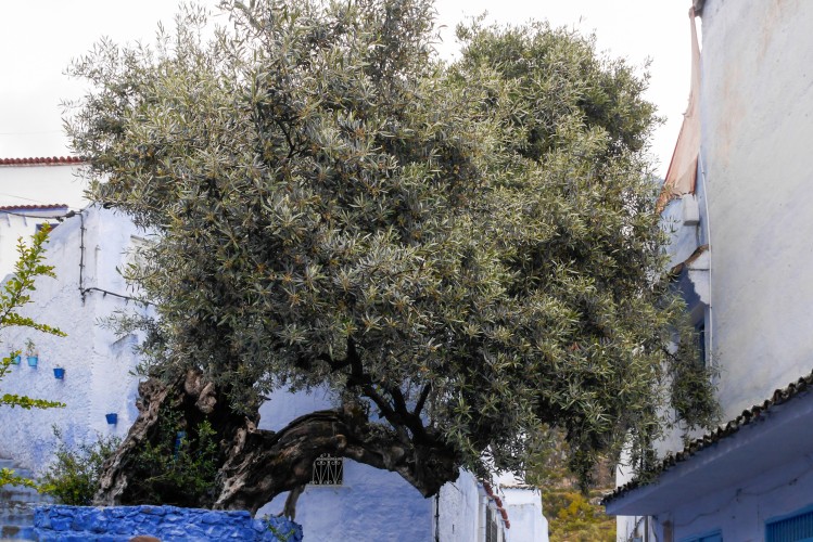 chefchaouen_medina_1550191