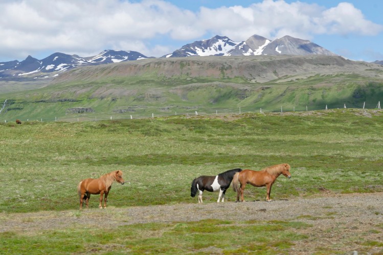 Chevaux