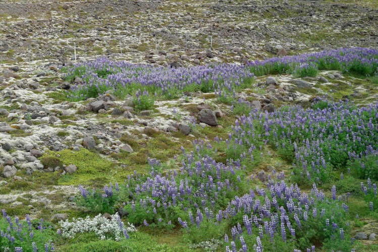 Glacier Svinafellsjökull