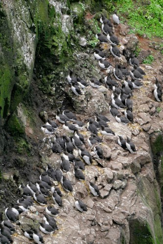 Latrabjarg - pinguiins