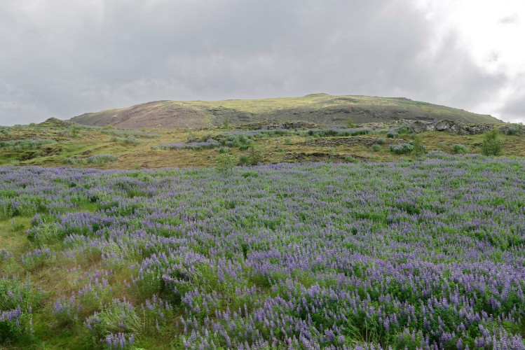 Reykjavik - Pingvellir