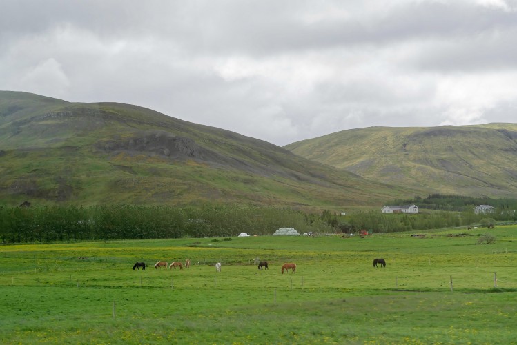 Reykjavik - Pingvellir