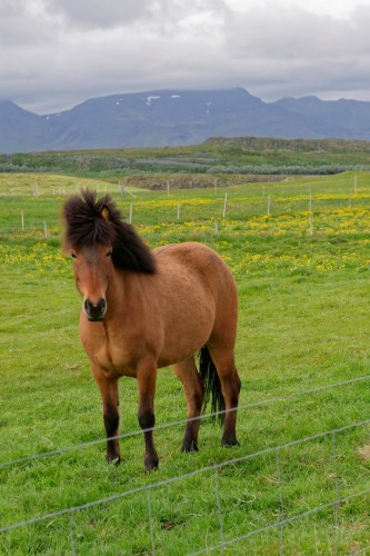 Cheval islandais