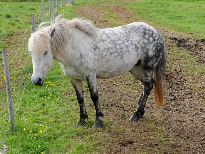 Cheval islandais