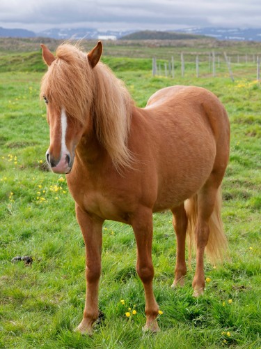 Cheval islandais