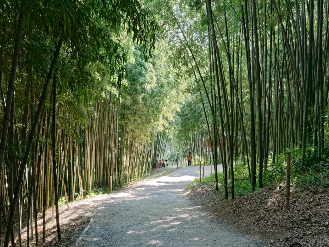 Damyang - Foret Bambous