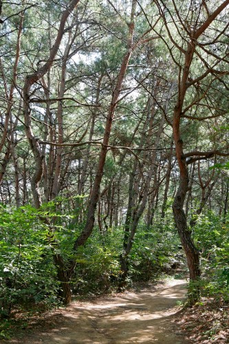 Hahoe_Buyongdae_1390381_dxo