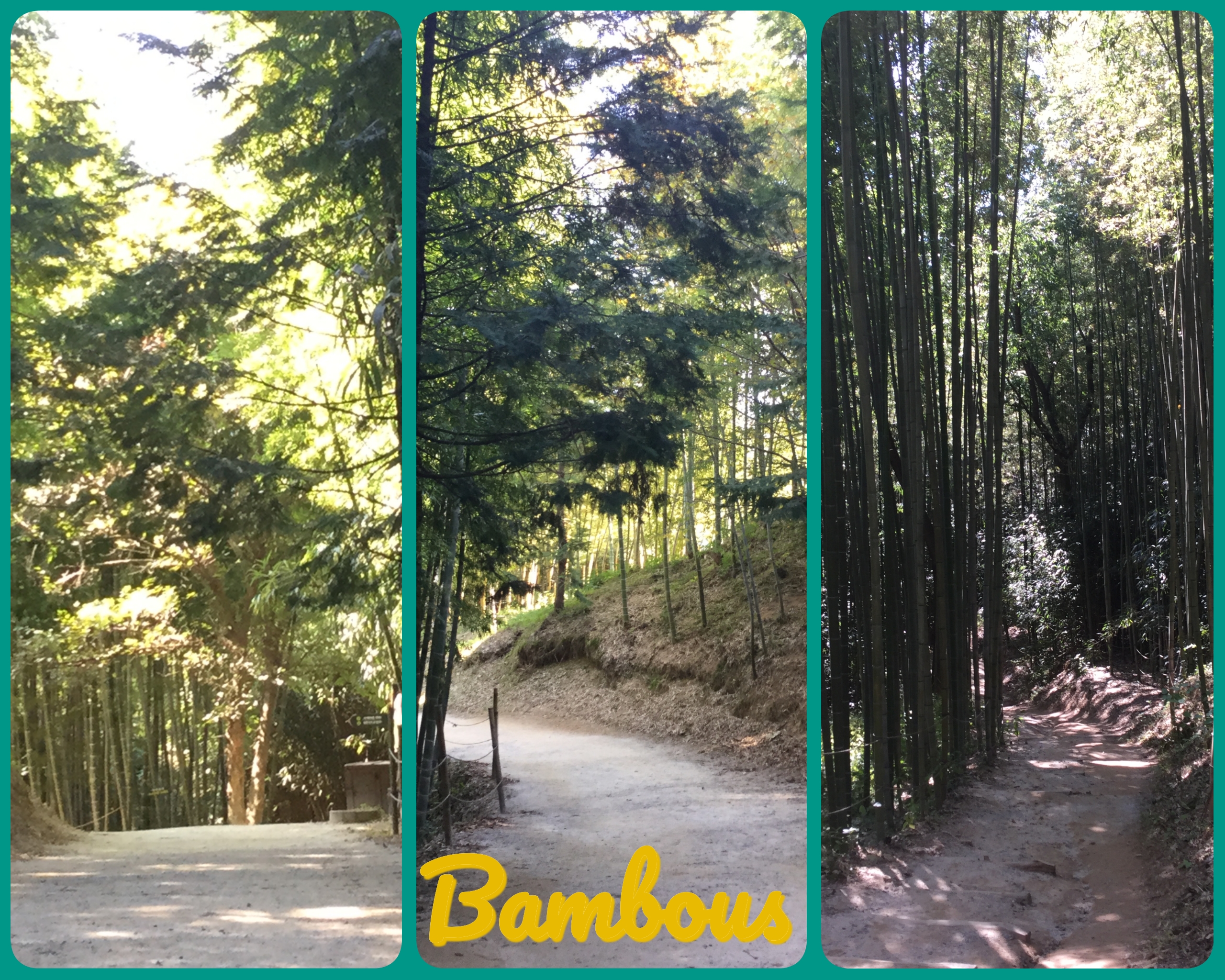 Forêt de Bambous de Damyang