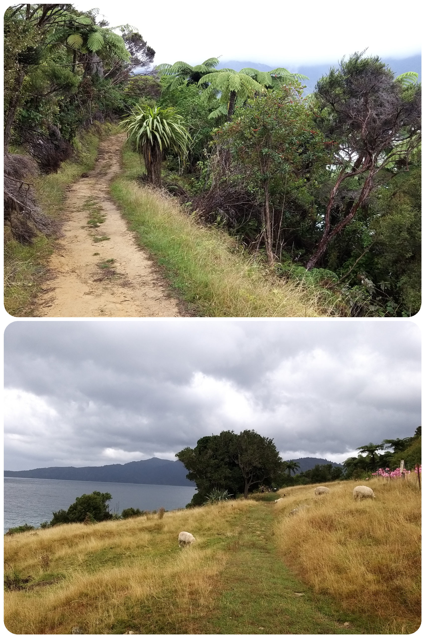 Picton – Queen Charlotte Track