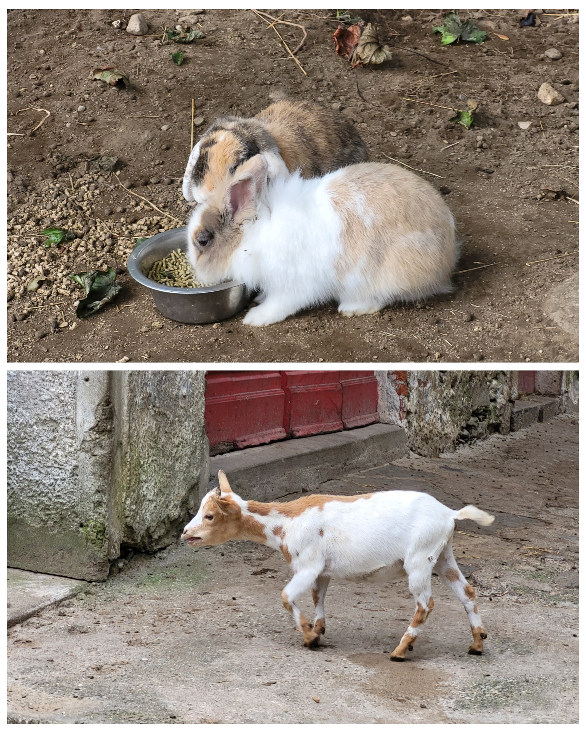 Stresa – ferme du parc Pallavicino