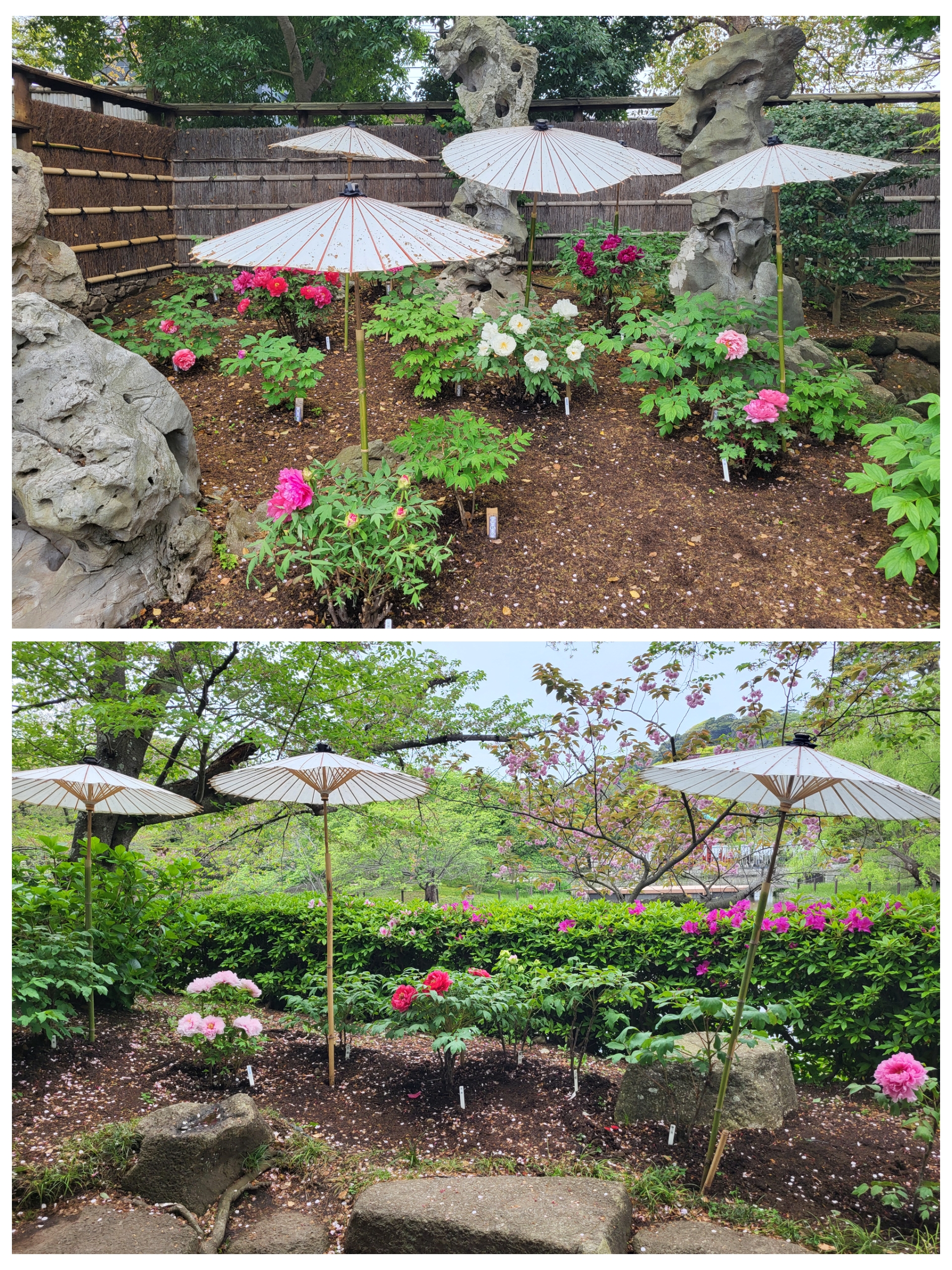 Kamakura – Jardin Genji